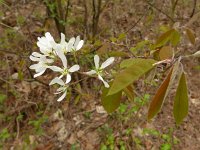 Amelanchier lamarckii 12, Amerikaans krentenboompje, Saxifraga-Jelle van Dijk