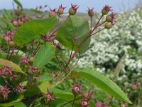 Amelanchier lamarckii 13, Amerikaans krentenboompje, Saxifraga-Jelle van Dijk