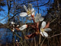 Amelanchier lamarckii 14, Amerikaans krentenboompje, Saxifraga-Ed Stikvoort