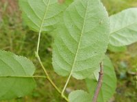 Amelanchier lamarckii 15, Amerikaans krentenboompje, Saxifraga-Rutger Barendse