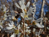 Amelanchier lamarckii 17, Amerikaans krentenboompje, Saxifraga-Ed Stikvoort