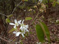 Amelanchier lamarckii 18, Amerikaans krentenboompje, Saxifraga-Ed Stikvoort