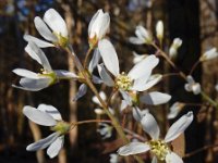 Amelanchier lamarckii 19, Amerikaans krentenboompje, Saxifraga-Ed Stikvoort