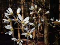 Amelanchier lamarckii 2, Amerikaans krentenboompje, Saxifraga-Ed Stikvoort