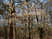 Amelanchier lamarckii 20, Amerikaans krentenboompje, Saxifraga-Ed Stikvoort