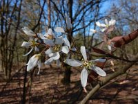 Amelanchier lamarckii 21, Amerikaans krentenboompje, Saxifraga-Ed Stikvoort