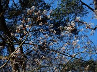 Amelanchier lamarckii 22, Amerikaans krentenboompje, Saxifraga-Ed Stikvoort