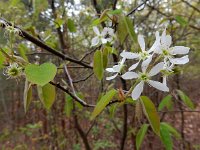 Amelanchier lamarckii 23, Amerikaans krentenboompje, Saxifraga-Ed Stikvoort