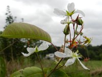 Amelanchier lamarckii 3, Amerikaans krentenboompje, Saxifraga-Rutger Barendse