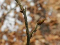 Amelanchier lamarckii 7, Amerikaans krentenboompje, Saxifraga-Rutger Barendse