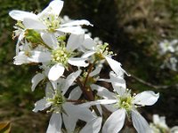 Amelanchier lamarckii 8, Amerikaans krentenboompje, Saxifraga-Rutger Barendse