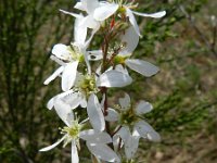 Amelanchier lamarckii 9, Amerikaans krentenboompje, Saxifraga-Rutger Barendse