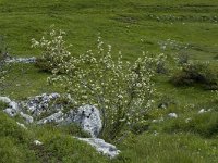 Amelanchier ovalis 1, Saxifraga-Jan van der Straaten