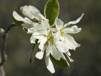 Amelanchier ovalis 10, Saxifraga-Marijke Verhagen