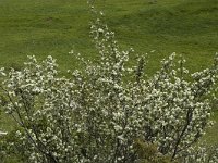 Amelanchier ovalis 12, Saxifraga-Jan van der Straaten