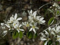 Amelanchier ovalis 13, Saxifraga-Willem van Kruijsbergen