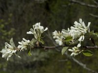 Amelanchier ovalis 14, Saxifraga-Marijke Verhagen