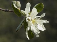 Amelanchier ovalis 16, Saxifraga-Jan van der Straaten