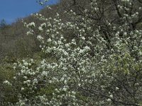 Amelanchier ovalis 17, Saxifraga-Willem van Kruijsbergen