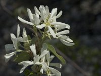 Amelanchier ovalis 2, Saxifraga-Jan van der Straaten