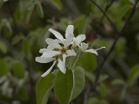 Amelanchier ovalis 20, Saxifraga-Willem van Kruijsbergen