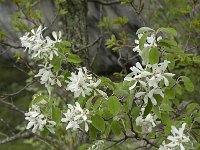 Amelanchier ovalis 21, Saxifraga-Willem van Kruijsbergen