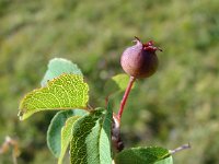 Amelanchier ovalis 23, Saxifraga-Jasenka Topic