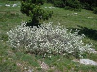 Amelanchier ovalis 24, Saxifraga-Jasenka Topic