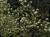 Amelanchier ovalis 25, Saxifraga-Jan van der Straaten