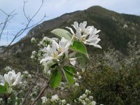 Amelanchier ovalis 26, Saxifraga-Rutger Barendse