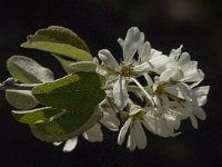 Amelanchier ovalis 27, Saxifraga-Jan van der Straaten