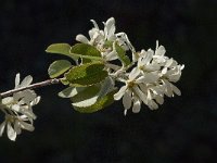 Amelanchier ovalis 28, Saxifraga-Jan van der Straaten