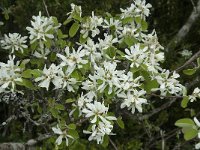 Amelanchier ovalis 29, Saxifraga-Willem van Kruijsbergen