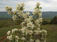 Amelanchier ovalis 30, Saxifraga-Willem van Kruijsbergen