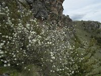 Amelanchier ovalis 31, Saxifraga-Willem van Kruijsbergen