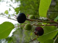 Amelanchier ovalis 34, Saxifraga-Rutger Barendse