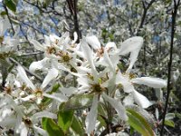 Amelanchier ovalis 35, Saxifraga-Rutger Barendse