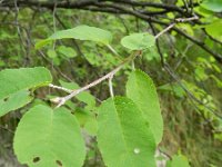 Amelanchier ovalis 37, Saxifraga-Rutger Barendse