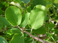 Amelanchier ovalis 38, Saxifraga-Rutger Barendse