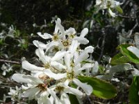 Amelanchier ovalis 39, Saxifraga-Rutger Barendse