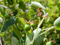 Amelanchier ovalis 40, Saxifraga-Rutger Barendse