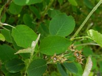 Amelanchier ovalis 41, Saxifraga-Rutger Barendse