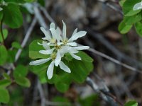 Amelanchier ovalis 5, Saxifraga-Willem van Kruijsbergen