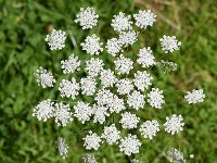 Ammi majus 30, Groot akkerscherm, Saxifraga-Sonja Bouwman  1039. Groot akkerscherm - Ammi majus - Apiaceae familie (zw) Kamerik