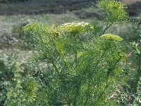 Ammi visnaga 1, Fijn akkerscherm, Saxifraga-Piet Zomerdijk