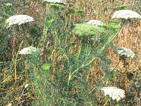 Ammi visnaga 2, Fijn akkerscherm, Saxifraga-Inigo Sanchez