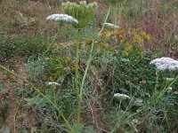 Ammi visnaga 3, Fijn akkerscherm, Saxifraga-Rutger Barendse