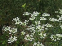 Ammi visnaga 4, Fijn akkerscherm, Saxifraga-Rutger Barendse