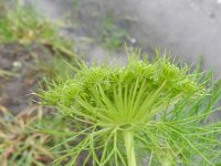 Ammi visnaga 5, Fijn akkerscherm, Saxifraga-Rutger Barendse