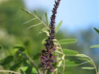 Amorpha fruticosa, Indigo Bush